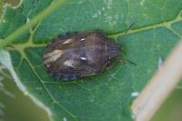 Eurygaster testudinaria