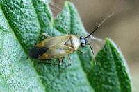 Plagiognathus arbustorum