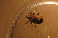 Picromerus bidens