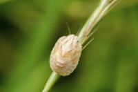Eurygaster