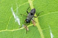 Rhyparochromus