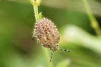 Dolycoris baccarum