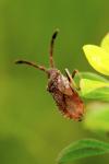 Coriomeris