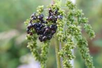 Nezara viridula