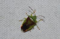 Elasmostethus