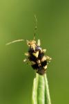 Liocoris tripustulatus