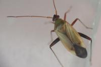 Adelphocoris ticinensis
