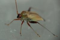 Adelphocoris ticinensis