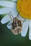 Carpocoris purpureipennis
