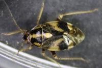 Cyphodema instabilis