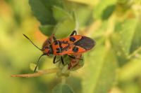 Corizus hyoscyami