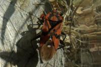 Spilostethus pandurus