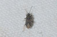 Peritrechus gracilicornis