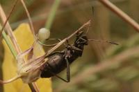 Alydus calcaratus
