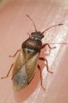 Cymus melanocephalus