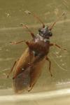 Cymus melanocephalus