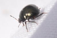 Coptosoma scutellatum