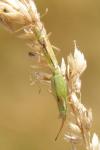 Myrmus miriformis