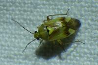 Lygus pratensis