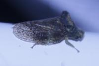 Ledra aurita