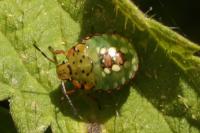 Nezara viridula
