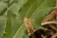 Adelphocoris