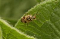 Lygus pratensis