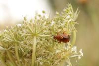 Deraeocoris ruber