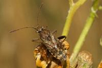 Stictopleurus