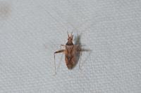 Phytocoris