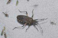 Dicranocephalus agilis