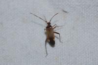 Adelphocoris vandalicus