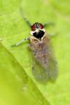 Hyalesthes obsoletus