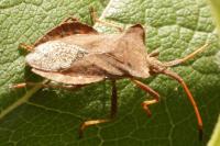 Coreus marginatus