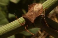 Coreus marginatus