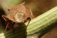 Coreus marginatus