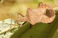 Coreus marginatus