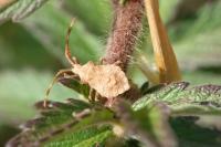 Coreus marginatus