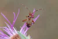 Adelphocoris vandalicus