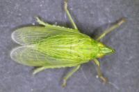 Dictyophara europaea