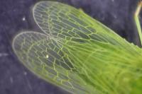 Dictyophara europaea