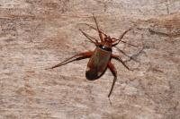 Adelphocoris vandalicus
