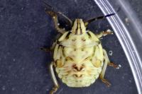 Carpocoris
