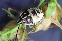 Carpocoris