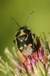 Eurydema oleracea