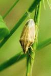 Aelia acuminata