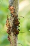 Coreus marginatus