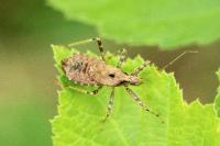 Himacerus apterus