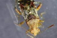 Rhopalus subrufus