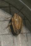 Aelia acuminata